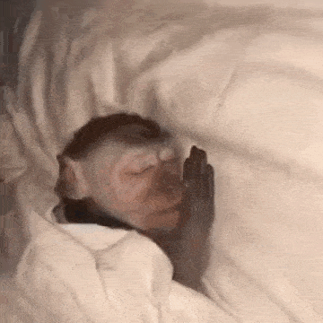 Sleeping Macaco Monkey