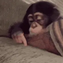 Sad Baby Monkey Pointing on Couch