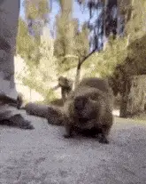 Neetcord Meme: Cute Animal Sniffing