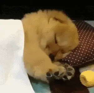 Cute Puppy Sleeping Soundly – dog memes meme GIF free download no watermark 2026