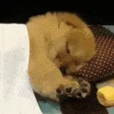 Cute Puppy Sleeping Soundly