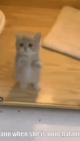 Nonchalant Ann the Cat