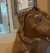 Dog's Hilarious Wide-Eyed Expression