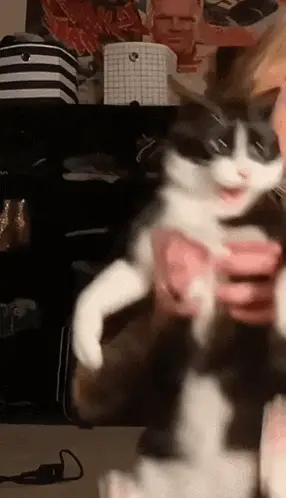 Funny Wiggling Black and White Cat Meme – free GIF download | memes GIF | meme platform