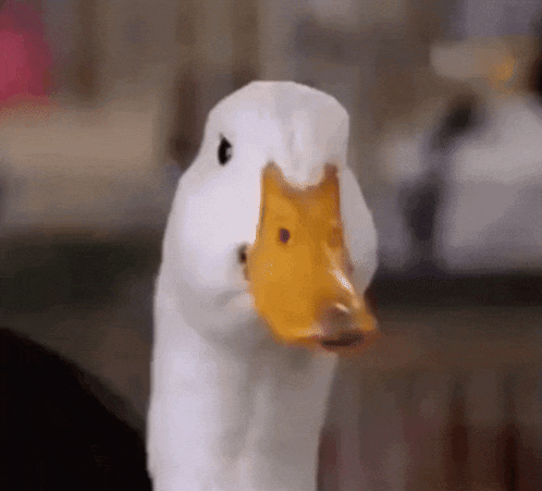 Aflac Duck Nodding Curiously