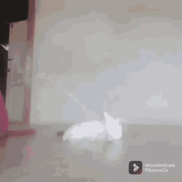 Cat Gets Eaten by Pink Blanket