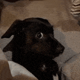 GIF na in-upload ni Angel