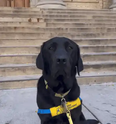 Mobility Service Dog Playing with Confetti