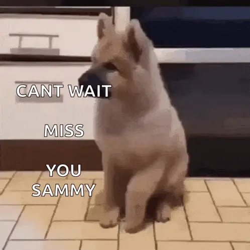 Nutricionista Em Blumenau - Dog Misses Sammy