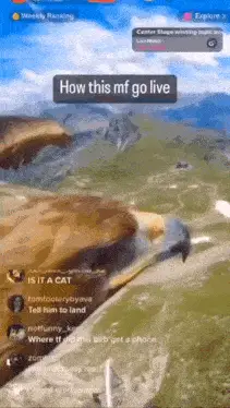 Eagle Livestream: How This MF Go Live