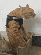 GIF uploaded by Elians
