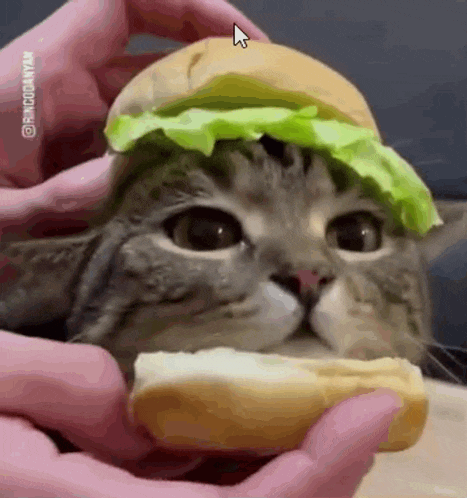 Funny Cat Hamburger
