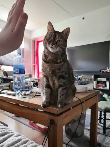 Juniper Cat Gives a High Five