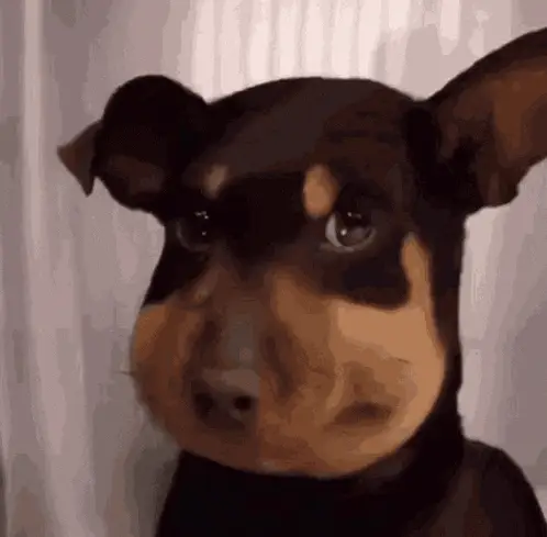 Olise Awks: Dog with Swollen Face