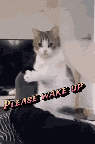 Cat Says 'Please Wake Up'