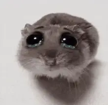 Crying Hamster