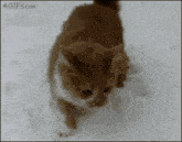 GIF