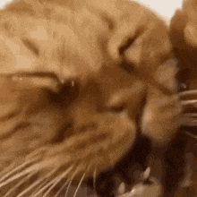 Cat with Open Mouth Crying