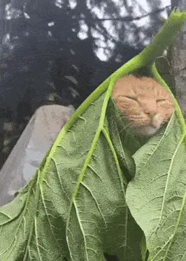 Adorable Cat Sleeping Peacefully in a Leaf – cat meme GIF free download no watermark 2026