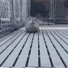 Giggi The Giggi Seal Resting