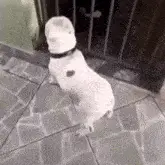 Chien Blanc avec Coeur