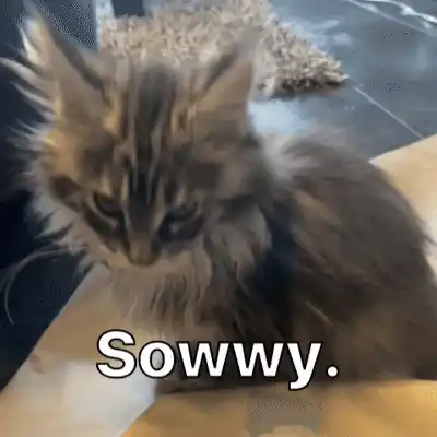 Diekatzlei: Cute Kitten Says Sowwy