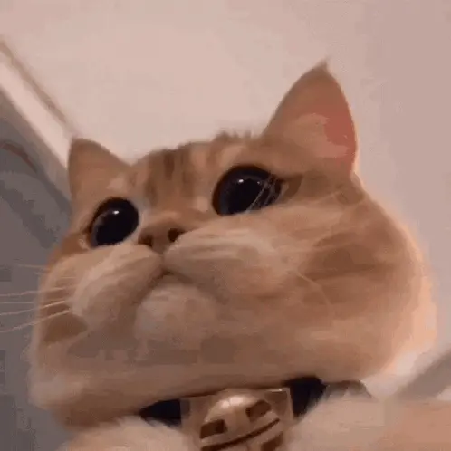 Rafael the Cute Cat with Big Eyes