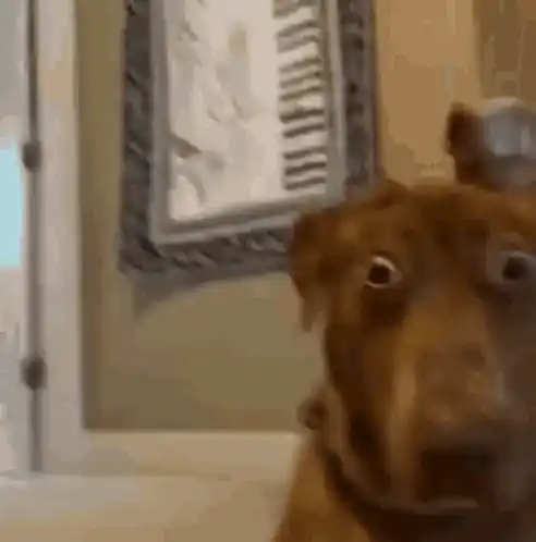 Dog's Shocked Reaction