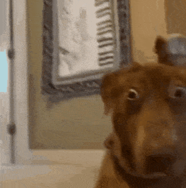 Dog's Shocked Reaction