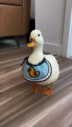 Cute Duck Gets Beak Booped While Wearing Bib