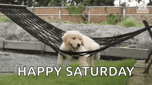 Happy Puppy Relaxing in Hammock