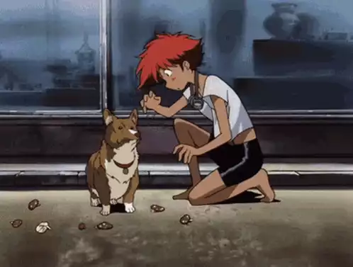 Corgi Says Nope and Walks Away