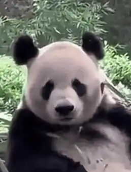 Panda Enjoying Bamboo & Licking Lips
