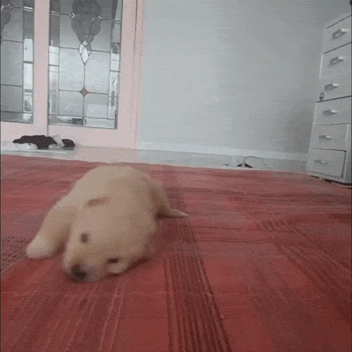Adorable Puppy Waddle Towards Camera