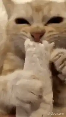 Cute Cat Eating Paper - Inyawnzz Omprazol