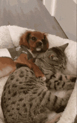 Goodnight Sleep Well: Dog & Cat Cuddle
