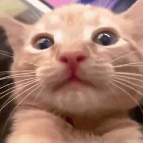 Screaming Ginger Cat Ahhh!