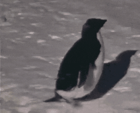 Penguins Walking on Ice