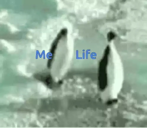 Penguins: Me Life