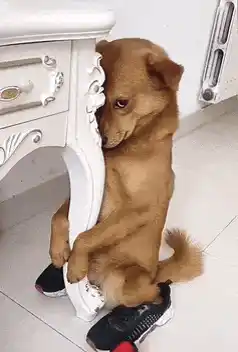 Shy Dog Wearing Shoes