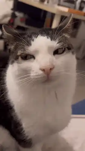 Annoyed Cat Stare
