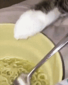 GIF uploaded by Dandan; Not Not Dan - The Real Dan; What is a Dan?