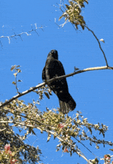 GIF uploaded by lionoil