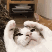 GIF uploaded by NotAnNPC