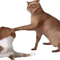 attachment